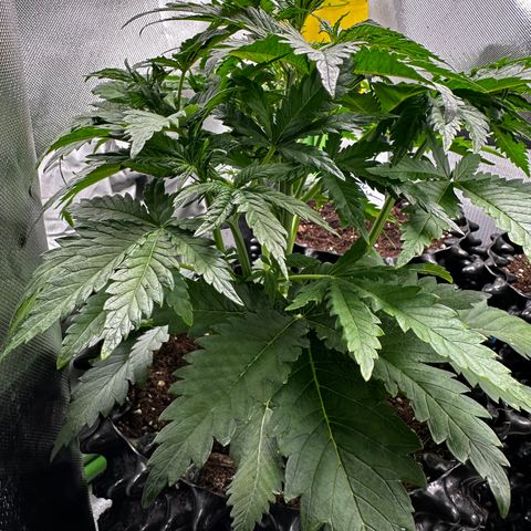 Cream Mandarine XL Auto growlog timeline photo