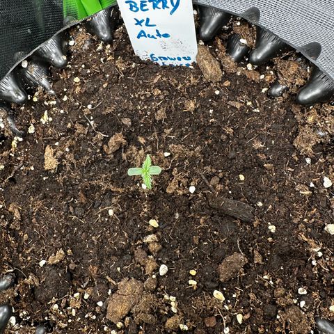 Red Banana  growlog timeline photo