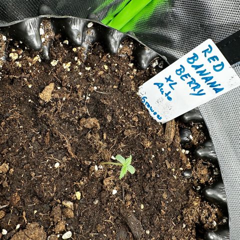 Red Banana  growlog timeline photo