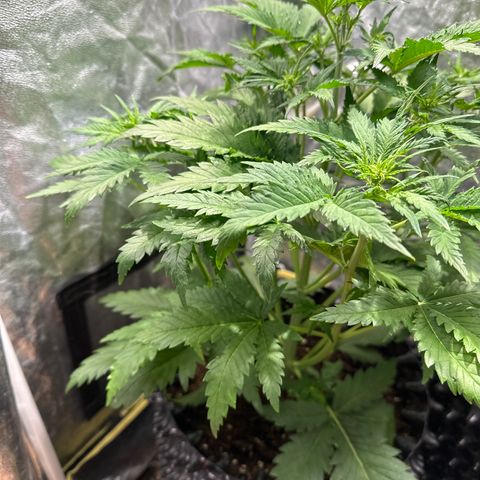 Cream Mandarine XL Auto growlog timeline photo