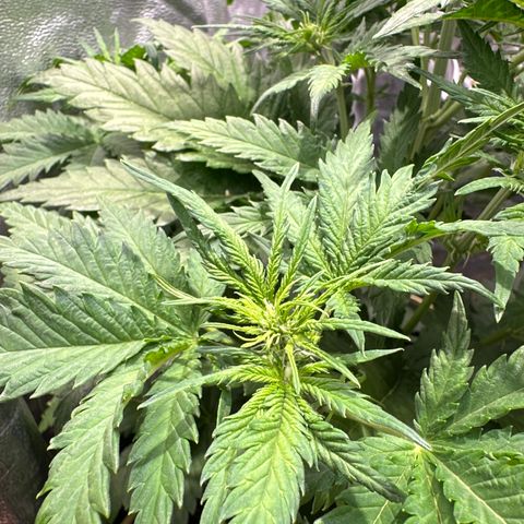Cream Mandarine XL Auto growlog timeline photo
