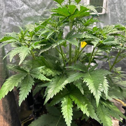 Cream Mandarine XL Auto growlog timeline photo