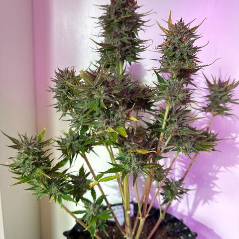 Red Banana Berry XL Auto  growlog timeline photo