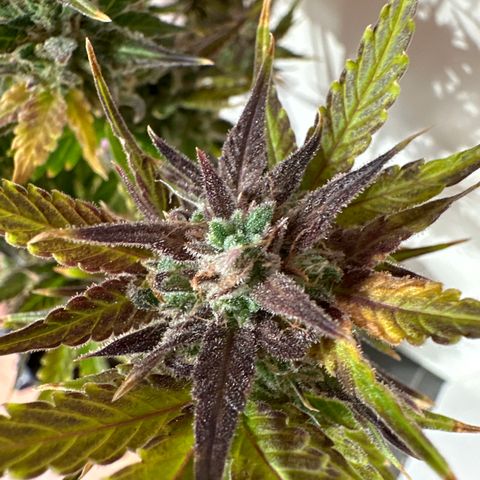 Red Banana Berry XL Auto  growlog timeline photo