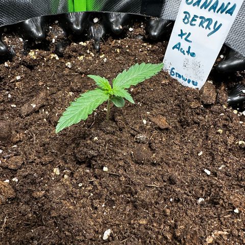 Red Banana  growlog photo: Sie entwickelt sich prächtig. Ich halte den Boden feucht, aber nicht nass. Sie bekommt nur Wasser mit einem PH Wert von 6,3.