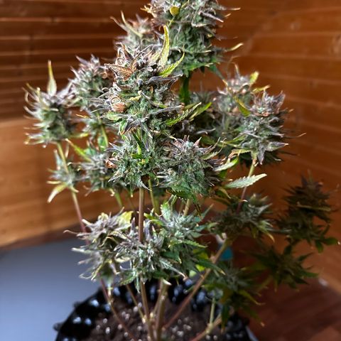 Red Banana Berry XL Auto  growlog timeline photo