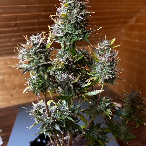 Red Banana Berry XL Auto  growlog timeline photo