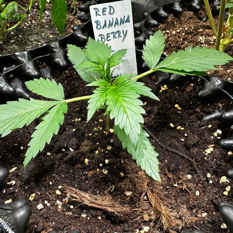 Red Banana  growlog timeline photo