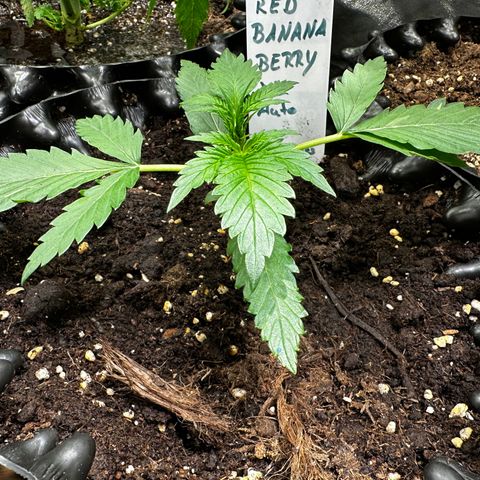 Red Banana  growlog timeline photo