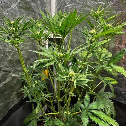 Cream Mandarine XL Auto growlog timeline photo