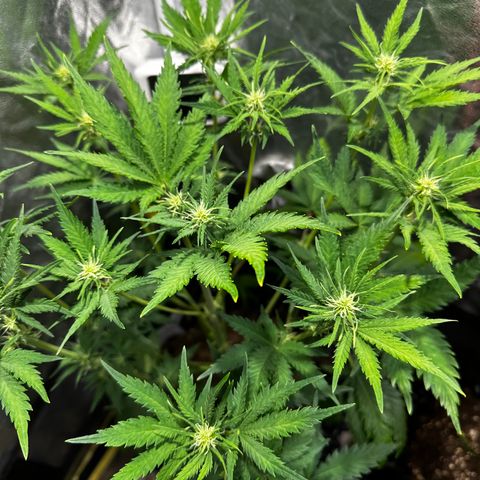 Cream Mandarine XL Auto growlog timeline photo
