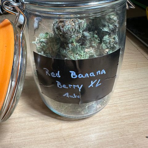 Red Banana Berry XL Auto  growlog timeline photo