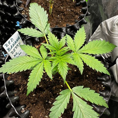 Red Banana  growlog timeline photo