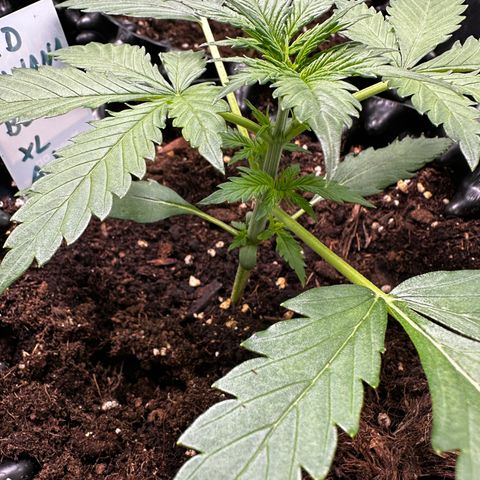 Red Banana  growlog timeline photo
