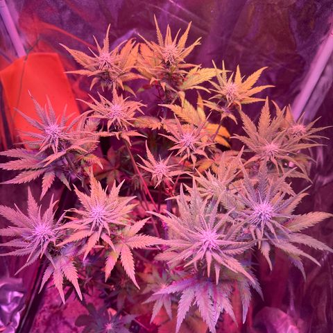Cream Mandarine XL Auto growlog timeline photo