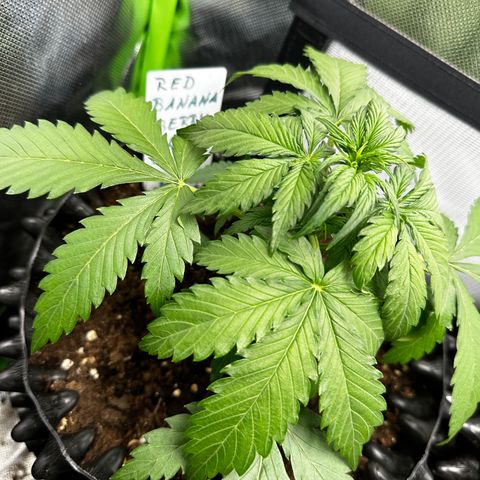 Red Banana  growlog timeline photo