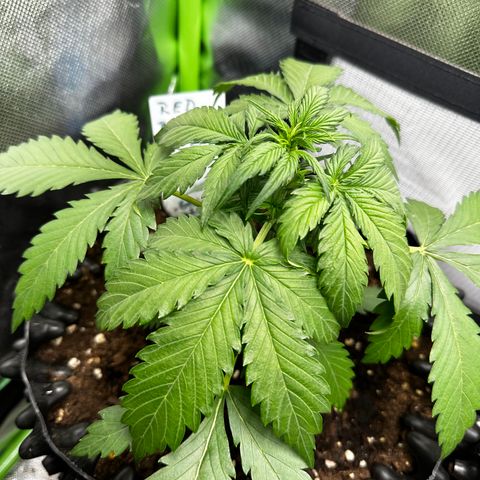 Red Banana  growlog timeline photo