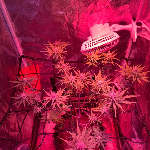 Cream Mandarine XL Auto growlog timeline photo