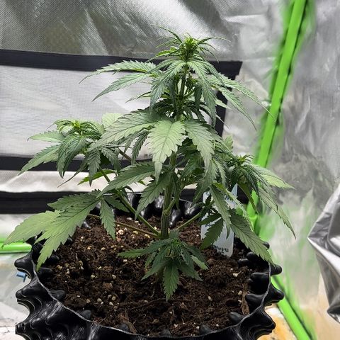 Red Banana  growlog timeline photo