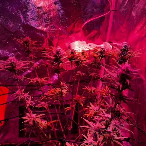 Cream Mandarine XL Auto growlog timeline photo