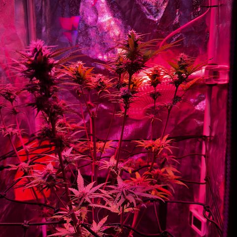 Cream Mandarine XL Auto growlog timeline photo