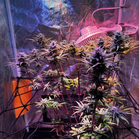 Cream Mandarine XL Auto growlog timeline photo