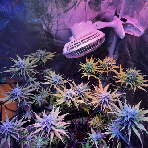 Cream Mandarine XL Auto growlog timeline photo