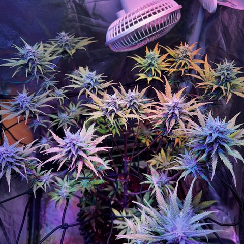 Cream Mandarine XL Auto growlog timeline photo