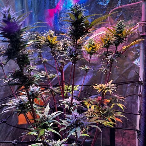 Cream Mandarine XL Auto growlog timeline photo