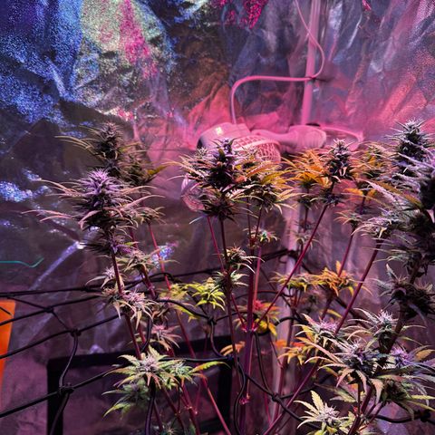 Cream Mandarine XL Auto growlog timeline photo