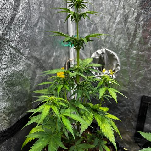 Red Banana  growlog timeline photo