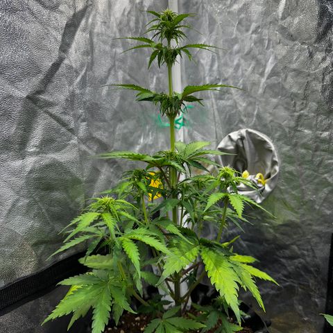 Red Banana  growlog timeline photo