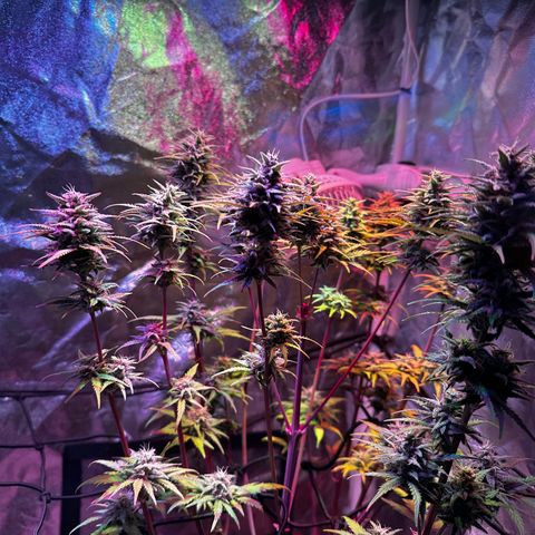 Cream Mandarine XL Auto growlog timeline photo