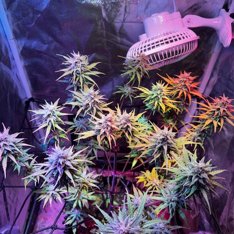 Cream Mandarine XL Auto growlog timeline photo