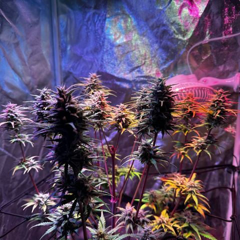 Cream Mandarine XL Auto growlog timeline photo
