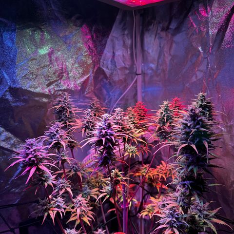 Cream Mandarine XL Auto growlog timeline photo