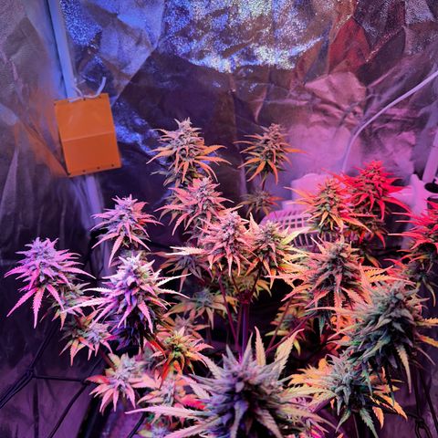 Cream Mandarine XL Auto growlog timeline photo