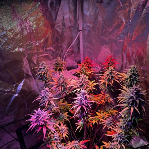 Cream Mandarine XL Auto growlog timeline photo