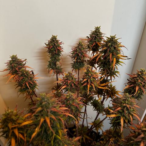 Cream Mandarine XL Auto growlog timeline photo
