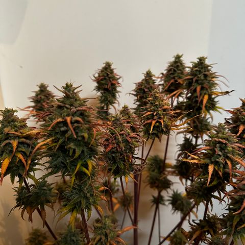 Cream Mandarine XL Auto growlog timeline photo