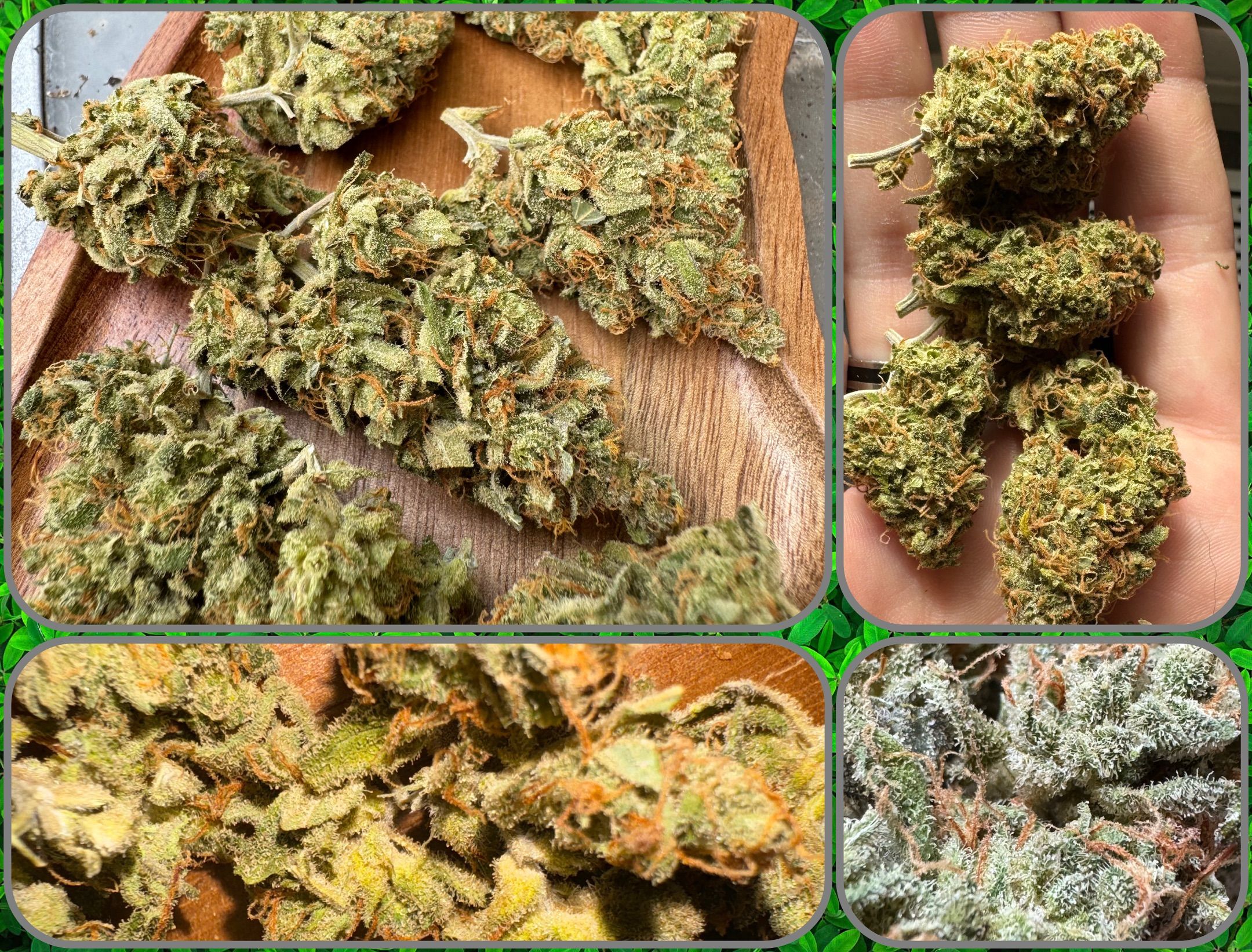 Mercedes growlog header