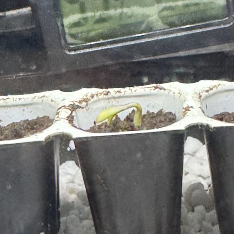 Mercedes growlog photo