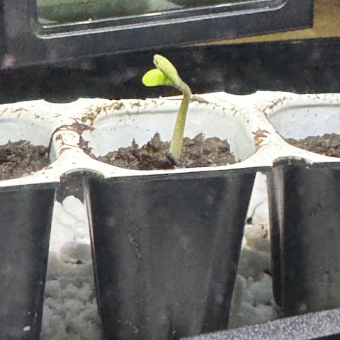 Mercedes growlog photo