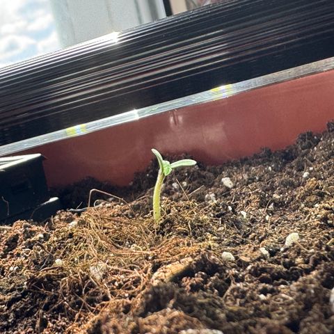 Mercedes growlog photo