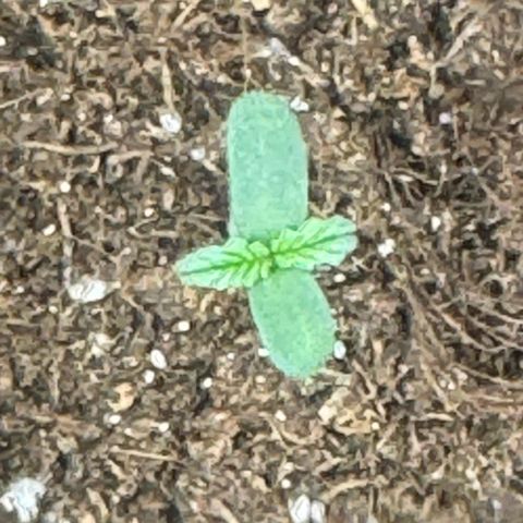 Mercedes growlog photo