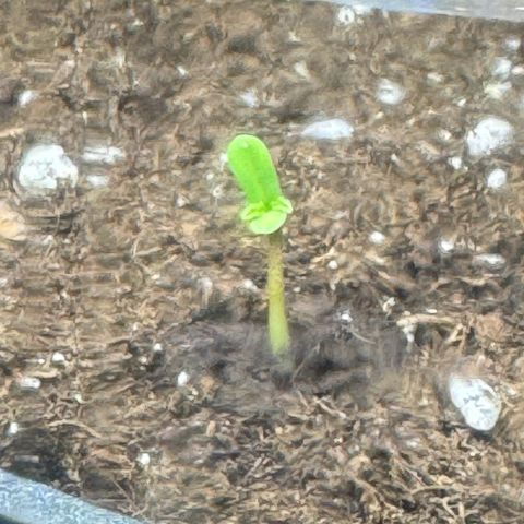 Anna growlog timeline photo