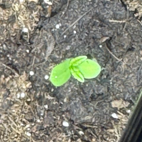 Anna growlog timeline photo