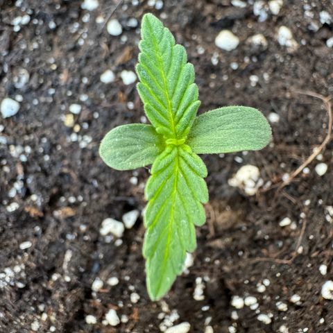 Mercedes growlog timeline photo