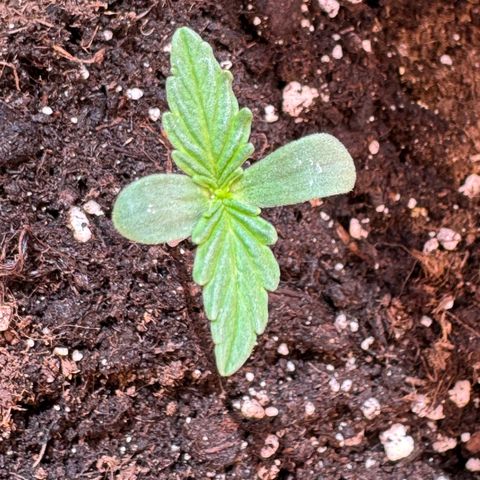 Anna growlog timeline photo