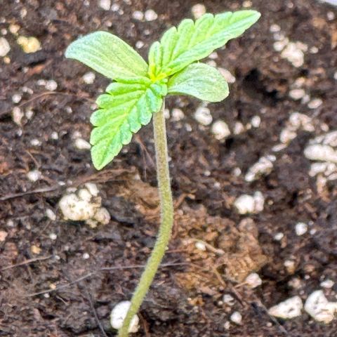 Mercedes growlog timeline photo